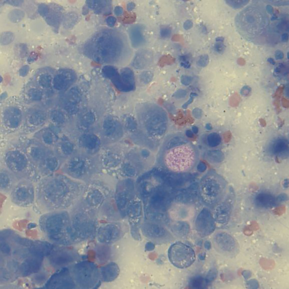 Veterinary lab cytology service picture 2
