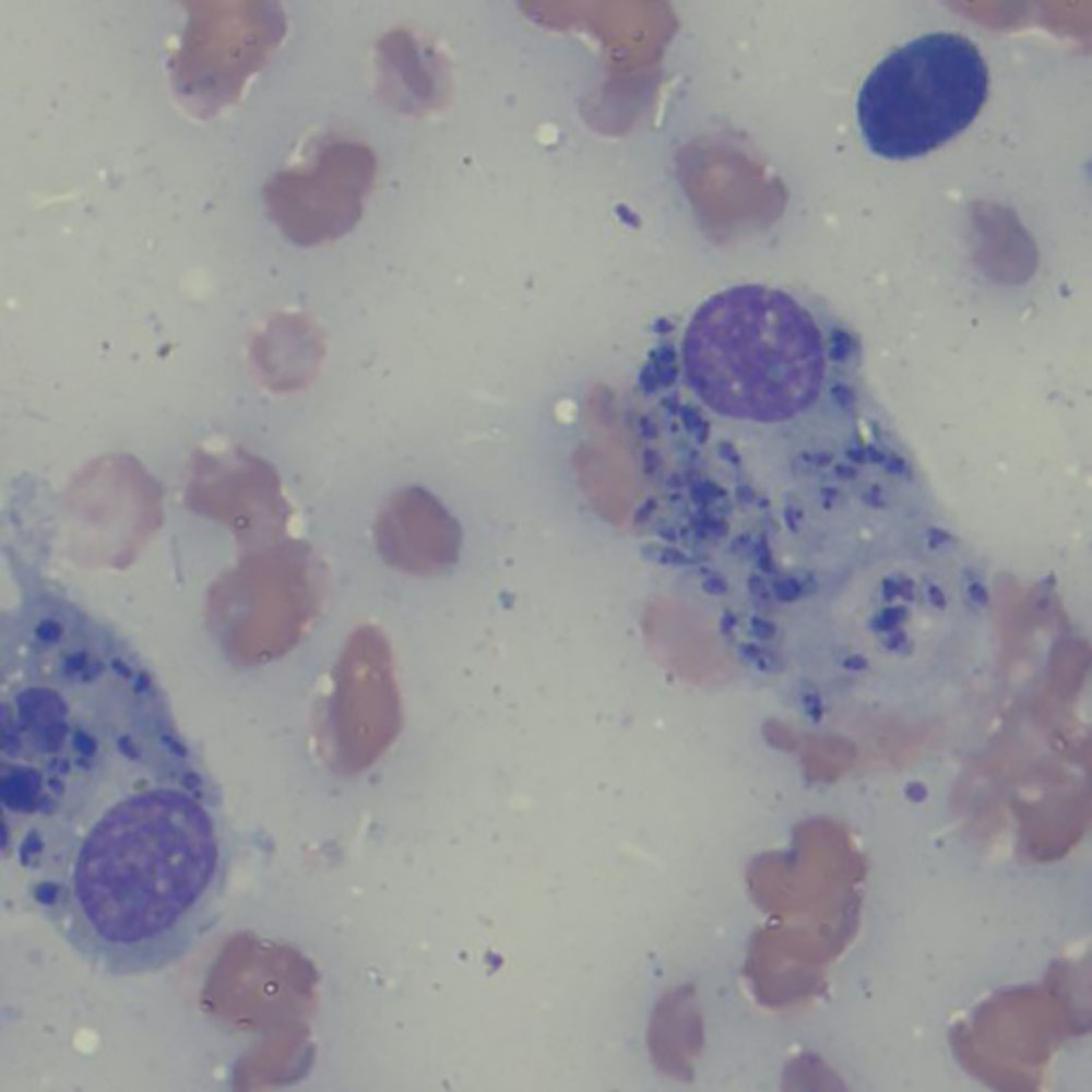 Veterinary lab cytology service picture 3